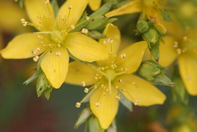 Hypericum hirsutum Hairy St. John's-wort Ruig hertshooi 