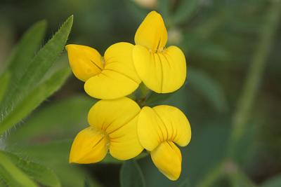 Lotus corniculatus var. corniculatus Common bird's-foot trefoil  Gewone rolklaver 