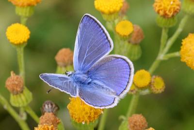 Icarus blauwtje (man)Common blue(male)Polyommatus icarus