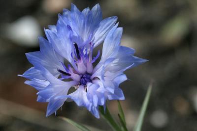 Centaurea cyanus  Cornflower  Korenbloem  