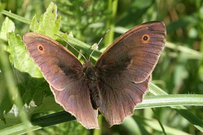 Maniola jurtina Meadow brown Bruin zandoogje,  man