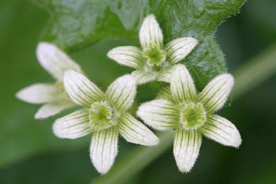 Bryonia dioica White bryony Heggenrank  