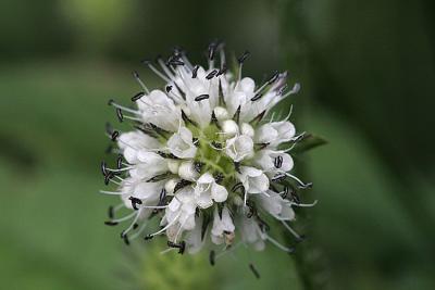 Dipsacus pilosus Small teasel Kleine kaardenbol 