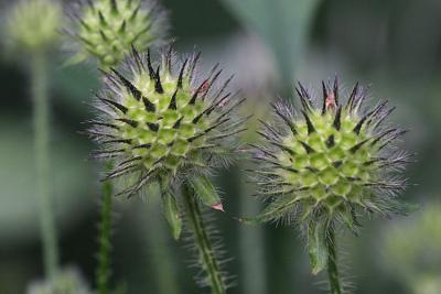 Dipsacus pilosus Small teasel Kleine kaardenbol 