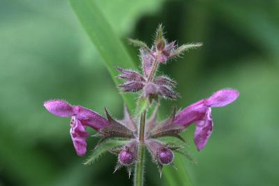 Stachys sylvatica Hedge woundwort  Bosandoorn