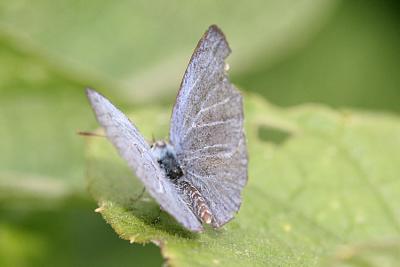 Celastrina argiolus Holly Blue Boomblauwtje (man)