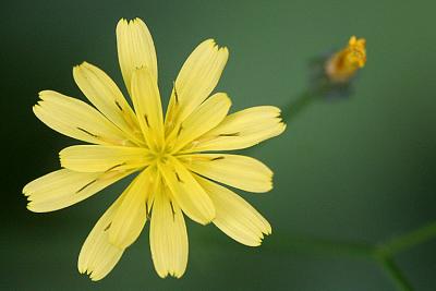 Lapsana communisNipplewort Akkerkool 