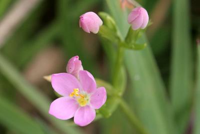 Centaurium erythraea  Common centaury  Echt duizendguldenkruid  