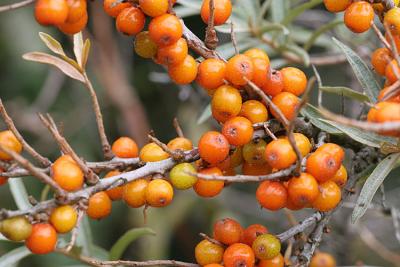 Hippophae rhamnoidesSea BuckthornDuindoorn