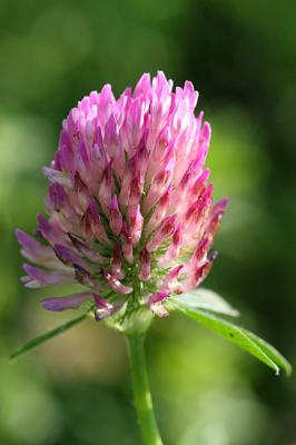 Trifolium pratense Red clover Rode klaver