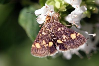 Pyrausta aurata  Mint moth Muntvlindertje