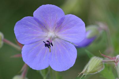 Geranium pratense Meadow cranesbill Beemdooievaarsbek