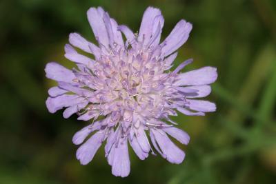 Knautia arvensis Field scabious Beemdkroon