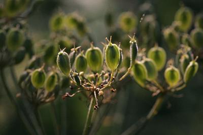 Heracleum sphondylium  Gewone berenklauw 