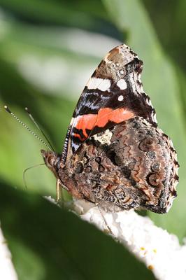 Vanessa atalanta Atalanta