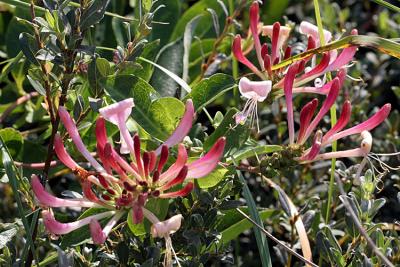 Lonicera periclymenumHoneysuckle Wilde kamperfoelie 