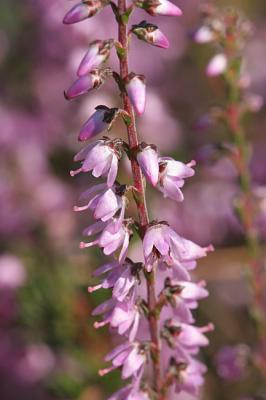 Calluna vulgaris Heather  Struikhei 