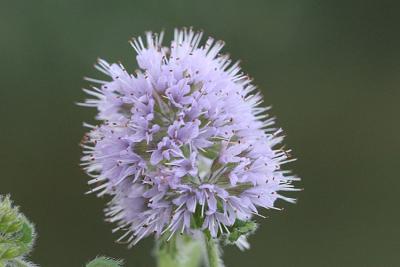 Mentha aquatica Watermint Watermunt 