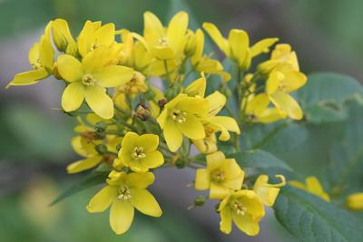 Lysimachia vulgaris Grote wederik 