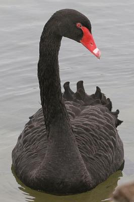 Cygnus atratus Black swan Zwarte Zwaan 