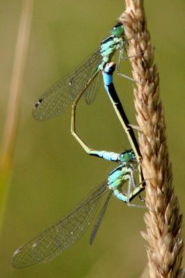 Ischnura elegans vorm typica Blue-tailed Damselflies Lantaarntjes 