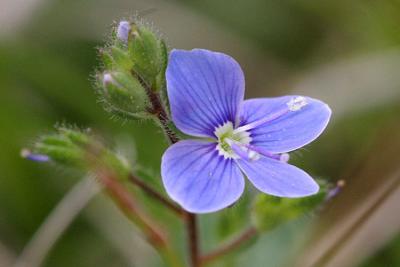 Veronica chamaedrys Germander speedwell  Gewone ereprijs