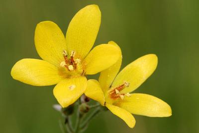 Lysimachia vulgaris  Yellow loosestrife Grote wederik 