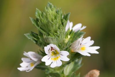 Euphrasia stricta Eyebright  Stijve ogentroost 