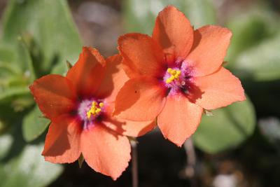 Anagallis arvensis subsp. arvensis Scarlet pimpernel Rood guichelheil  