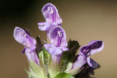 Prunella vulgaris Self-heal  Gewone brunel 