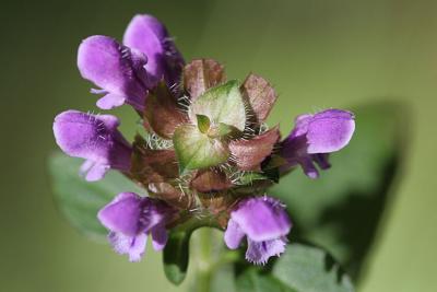 Prunella vulgaris Self-heal  Gewone brunel 