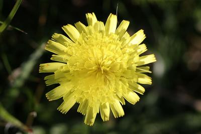 Hieracium pilosellaMouse-ear hawkweedMuizenoor