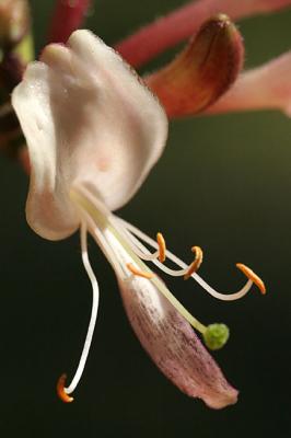 Lonicera periclymenumHoneysuckle Wilde kamperfoelie 