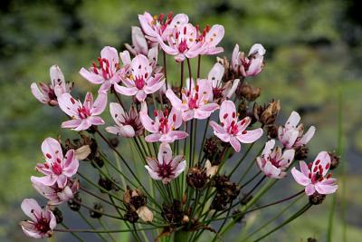 Butomus umbellatus  Flowering rush Zwanenbloem 