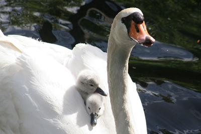 Cygnus olor Mute swan Knobbelzwaan