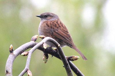 Prunella modularisDunnockHeggenmus