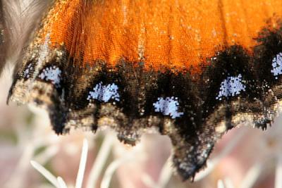 Aglais urticae Small Tortoiseshell De Kleine Vos