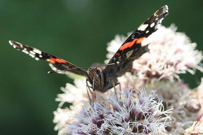 Vanessa atalanta Atalanta