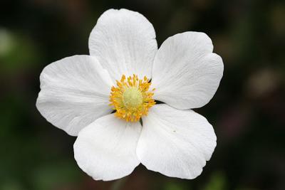 Anemone sylvestris Snowdrop windflower Herfstanemoon