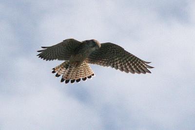 Falco tinnunculus Common kestrel Torenvalk