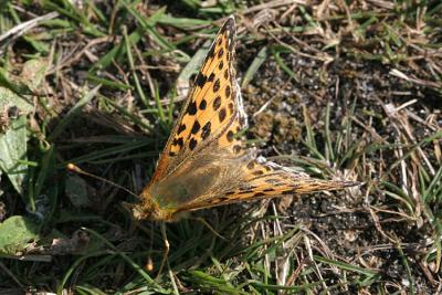 Issoria lathonia  Queen of Spain fritillary Kleine parelmoervlinder