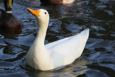Call duck Hollandse kwaker 