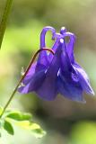 Aquilegia vulgaris Columbine Wilde akelei