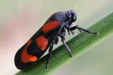 Cercopis vulnerata <br>Bloedcicade