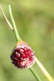 Allium sphaerocephalon <br>Round headed leek <br>Kogellook 