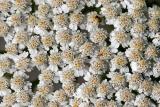 Achillea millefolium Common yarrow Gewoon duizendblad