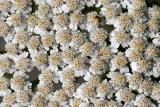 Achillea millefolium <br>Common yarrow <br>Gewoon duizendblad