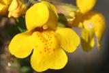 Mimulus guttatus <br>Yellow monkeyflower, Maskerbloem