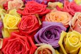 Fake roses050712-001