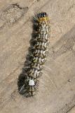 Acronicta megacephala <br>Schilddrager (rups)